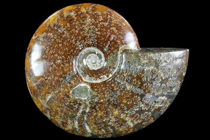 Polished, Agatized Ammonite (Cleoniceras) - Madagascar #88365